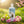 Shampoing tibétain Men-Tsee-Khang pour soins capillaires complets, entouré de fleurs roses en nature