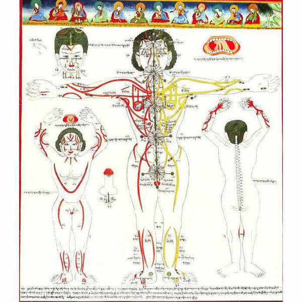 Diagramme tibétain des méridiens et canaux énergétiques du corps humain, médecine traditionnelle bouddhiste